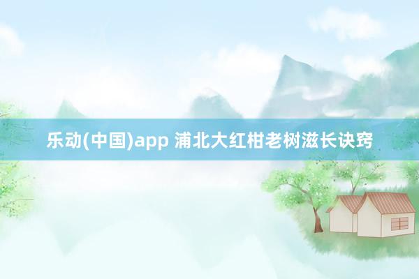 乐动(中国)app 浦北大红柑老树滋长诀窍
